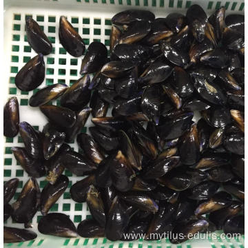 new production local catching frozen mussel meat with half shell